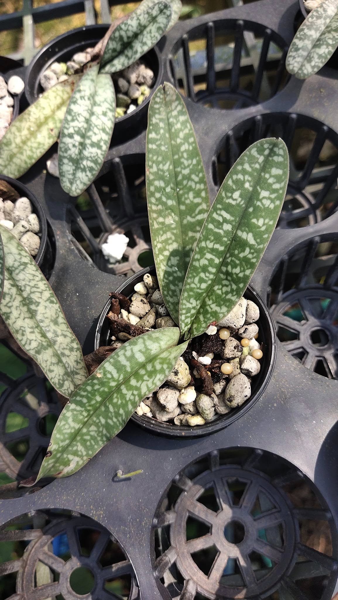 Paphiopedilum niveum