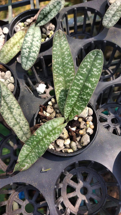 Paphiopedilum niveum