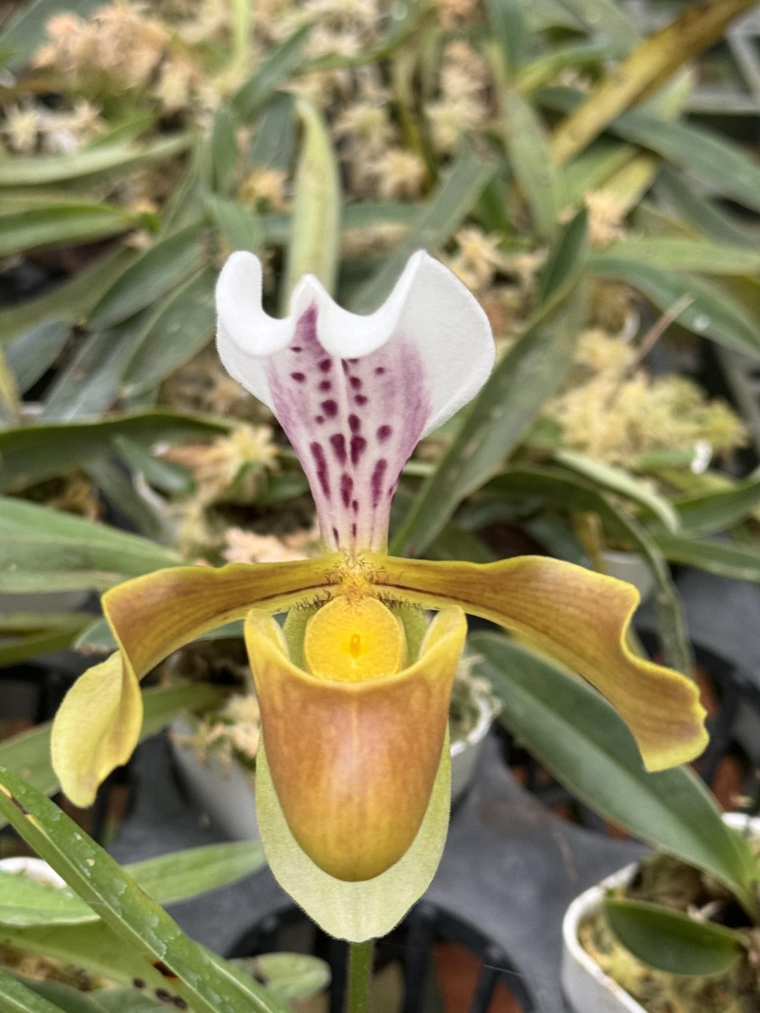 Paphiopedilum daoense