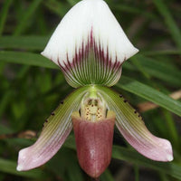 Paphiopedilum callosum