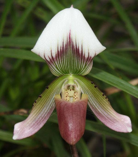 Paphiopedilum callosum