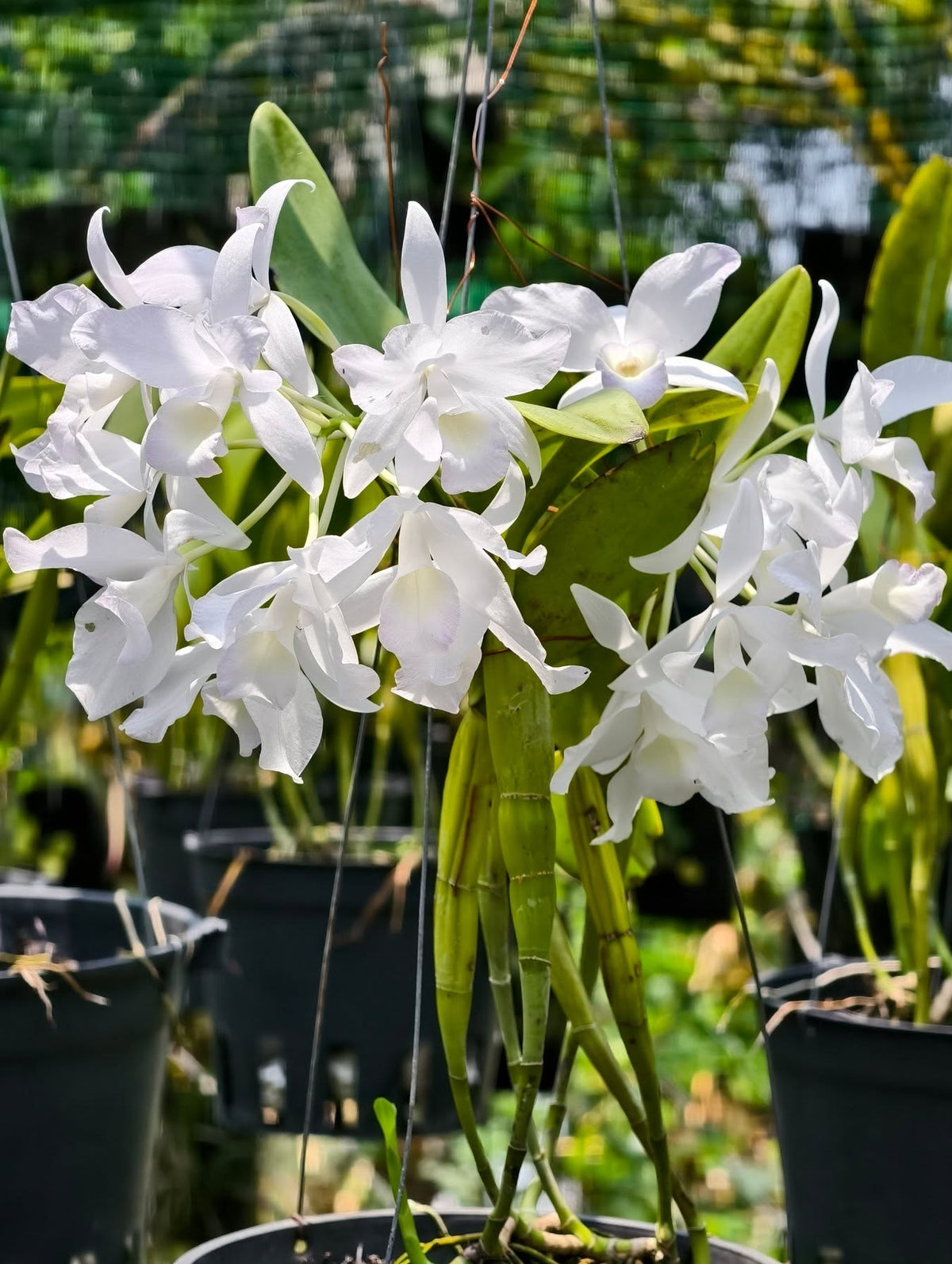 Cattleya skinneri var alba