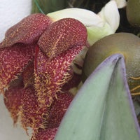 Bulbophyllum phalaenopsis