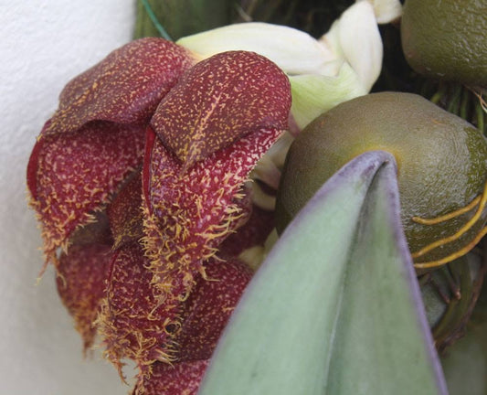 Bulbophyllum phalaenopsis