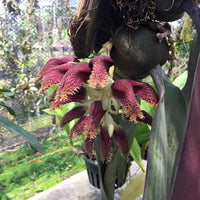 Bulbophyllum phalaenopsis