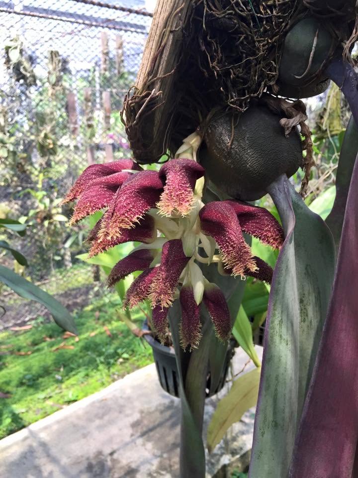 Bulbophyllum phalaenopsis