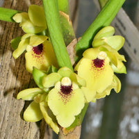 Luisia primulina