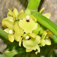 Luisia primulina