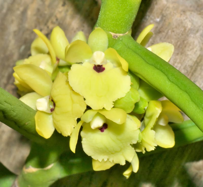 Luisia primulina