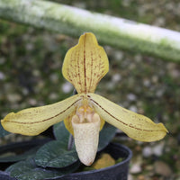 Paphiopedilum josianae