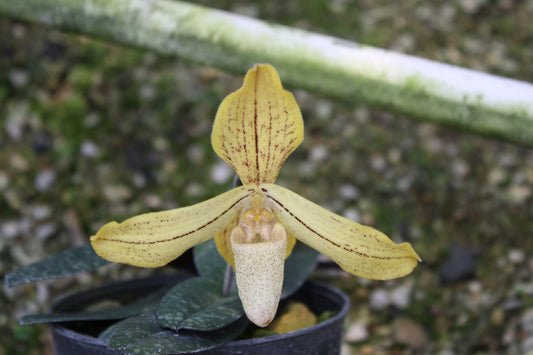 Paphiopedilum josianae
