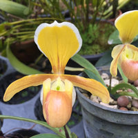 Paphiopedilum helenae