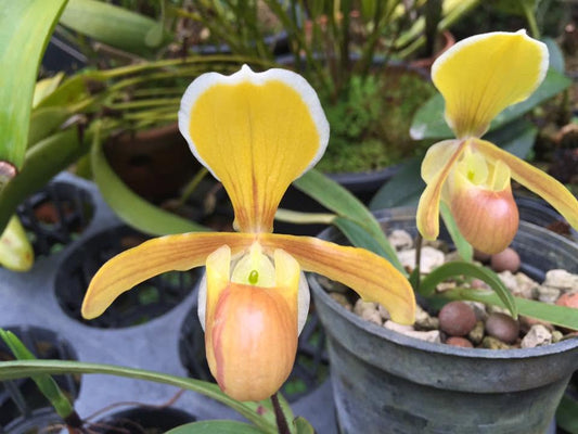 Paphiopedilum helenae