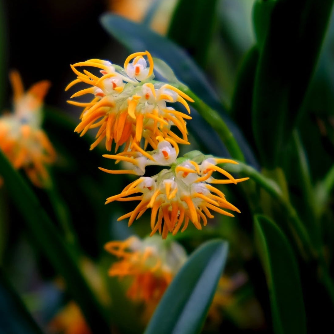 Bulbophyllum ovatum