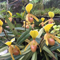 Paphiopedilum helenae