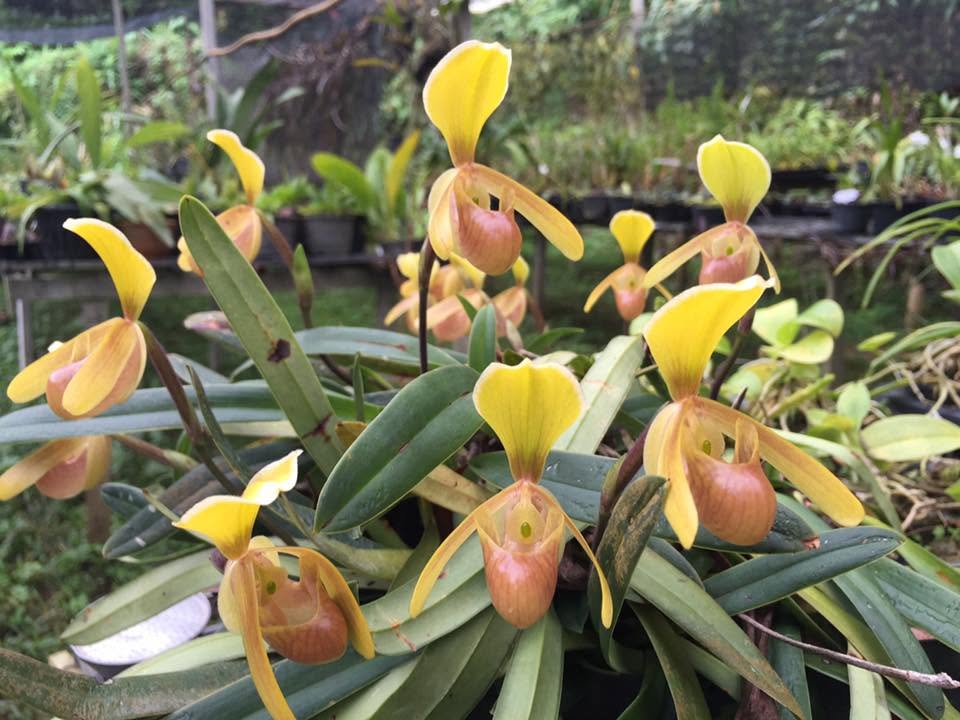 Paphiopedilum helenae