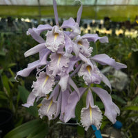 Cattleya maxima f. coerulea