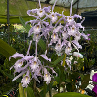 Cattleya maxima f. coerulea