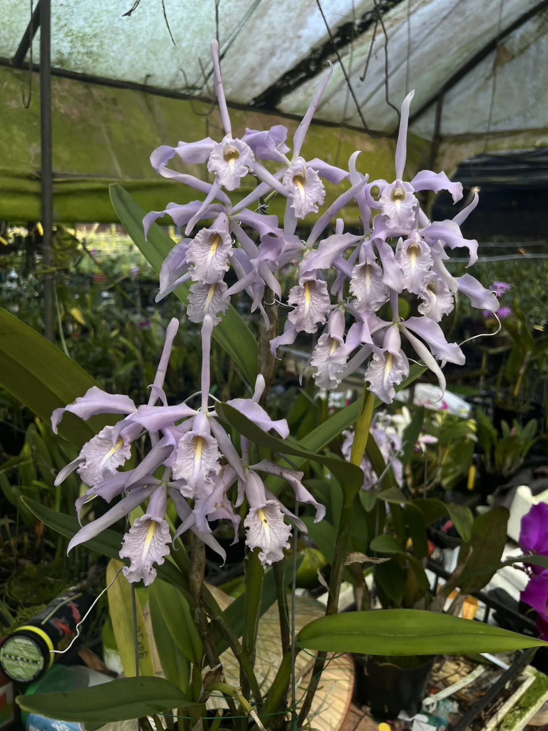 Cattleya maxima f. coerulea