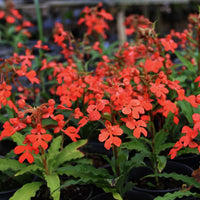 Habenaria rhodocheila (red)