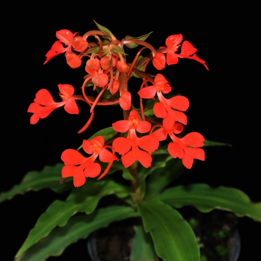 Habenaria rhodocheila (red)