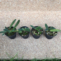 Paphiopedilum helenae