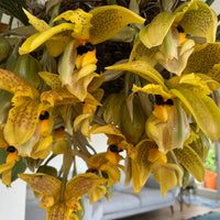 Stanhopea wardii