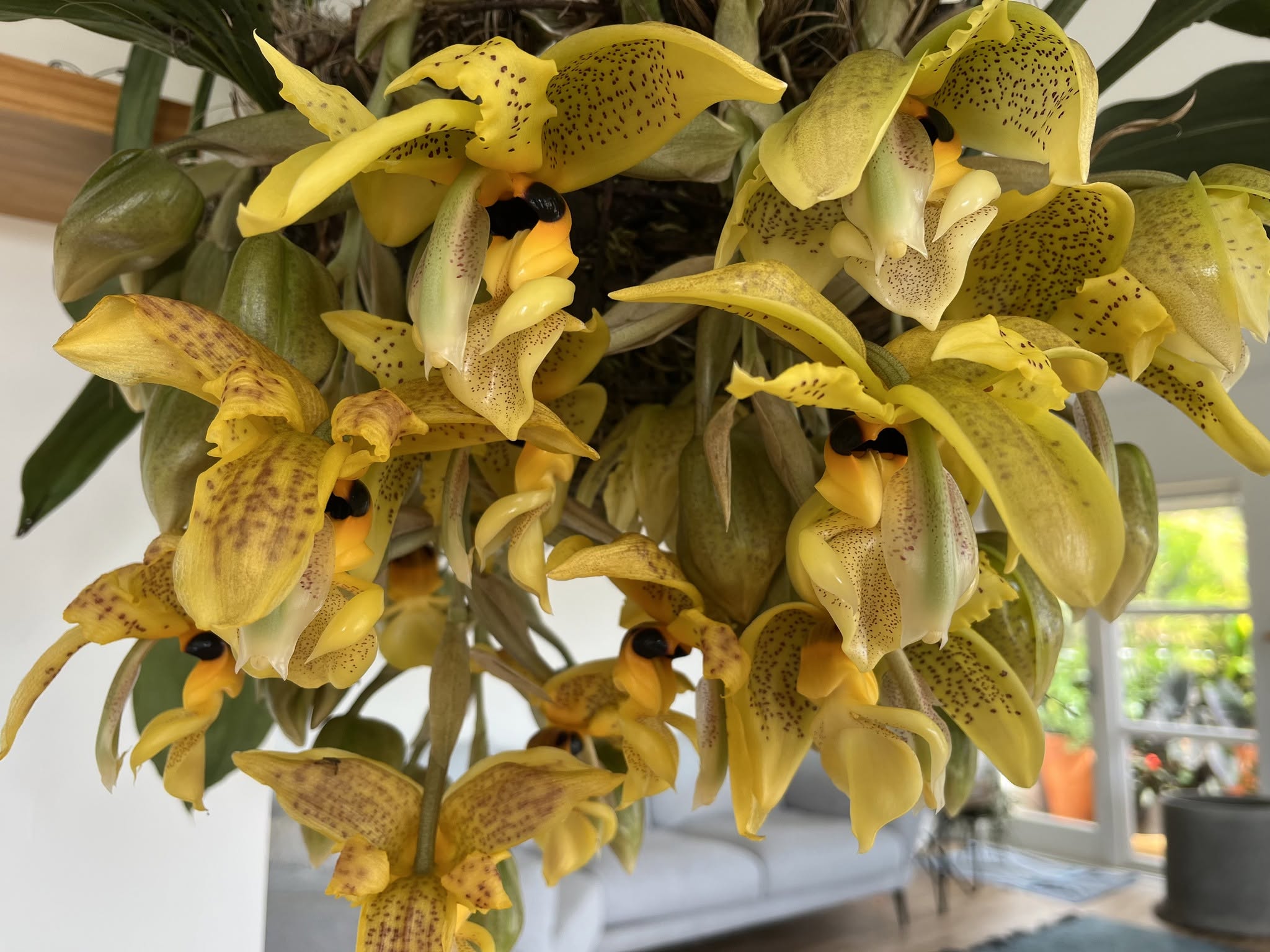 Stanhopea wardii