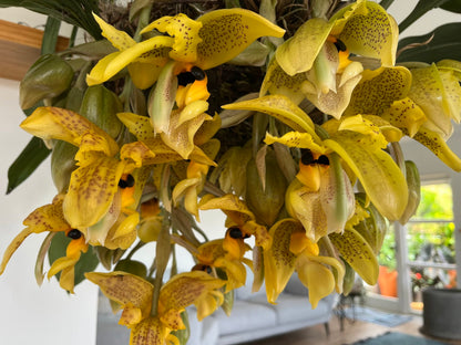 Stanhopea wardii