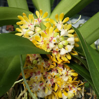 Gastrochilus obliquus