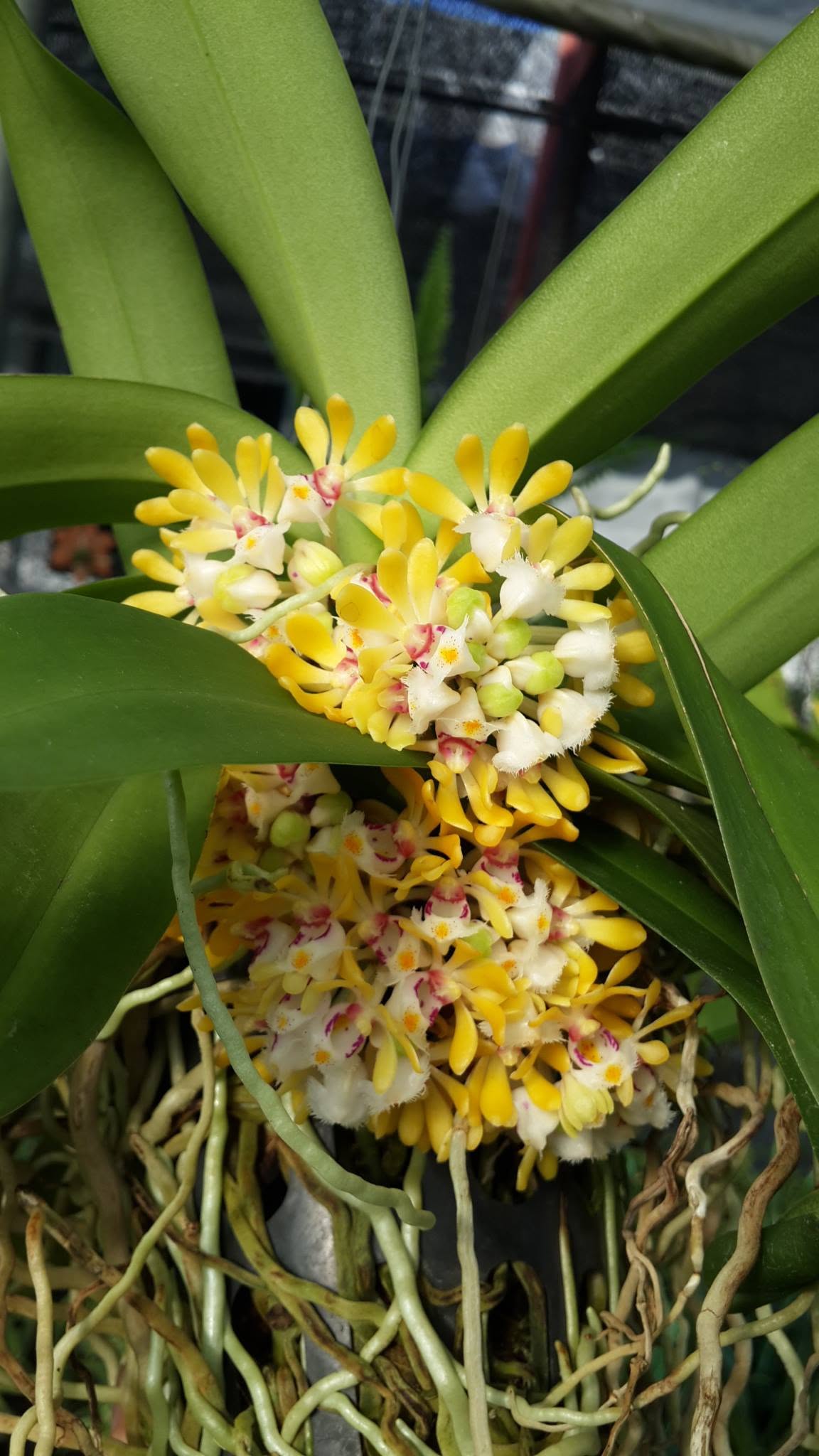 Gastrochilus obliquus