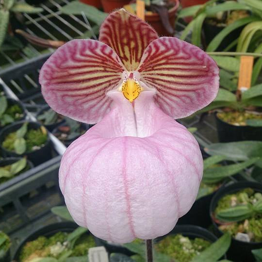 Paphiopedilum micranthum