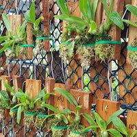 Dendrobium peguanum