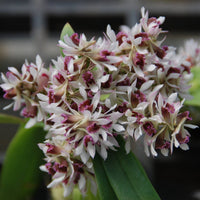Dendrobium peguanum