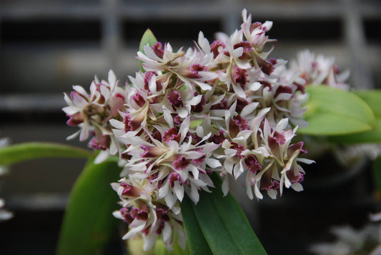 Dendrobium peguanum