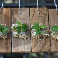 Schoenorchis fragrans