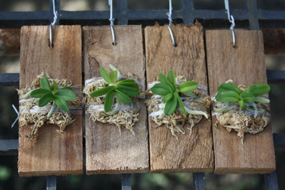 Schoenorchis fragrans