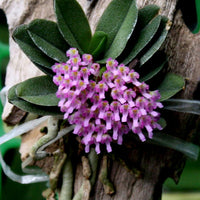 Schoenorchis fragrans