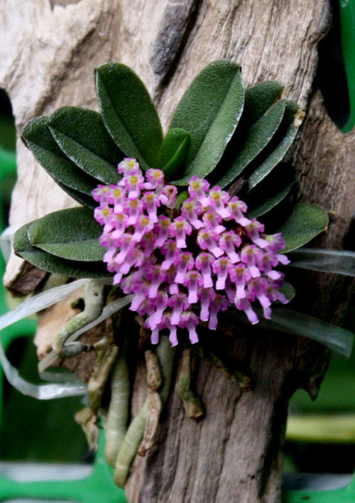 Schoenorchis fragrans