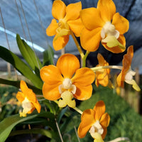 Vanda denisoniana