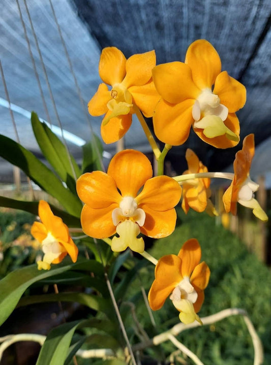 Vanda denisoniana
