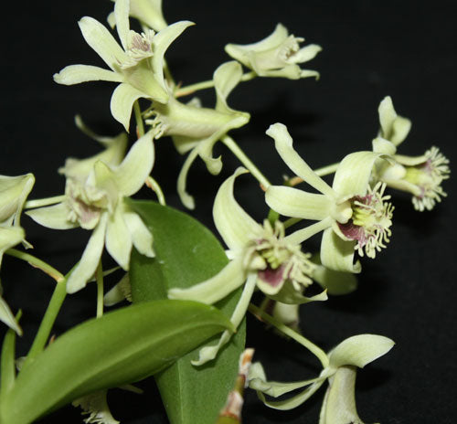 Dendrobium delacourii