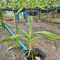 Dimorphorchis lowii