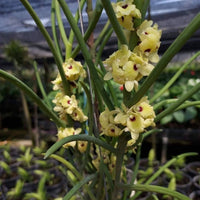Luisia primulina