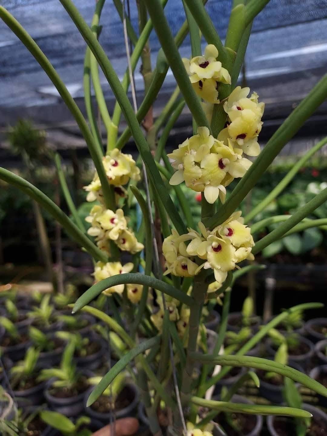 Luisia primulina