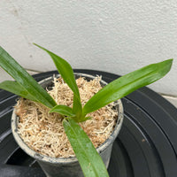 Phragmipedium besseae