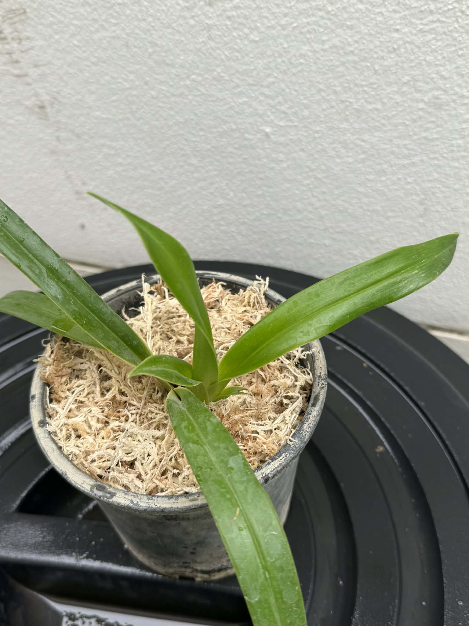 Phragmipedium besseae