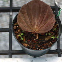 Nervilia plicata