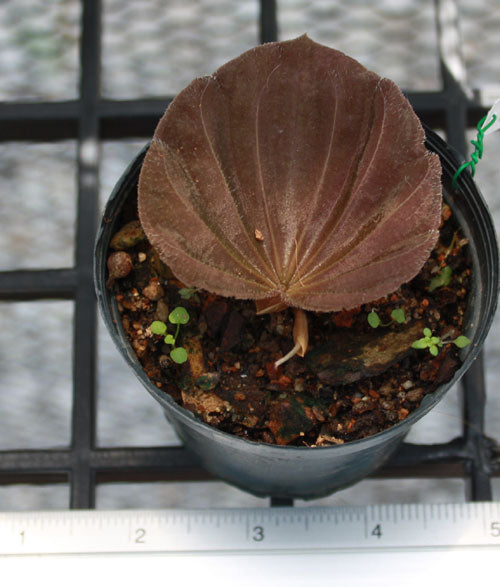 Nervilia plicata