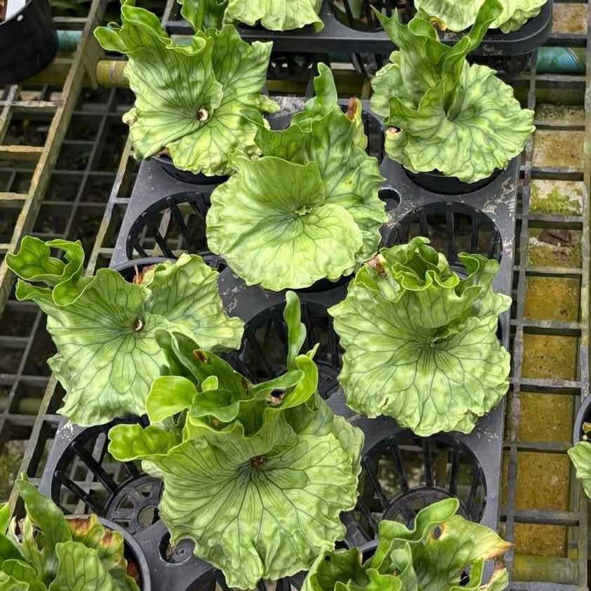 Platycerium Wandae Dwarf
